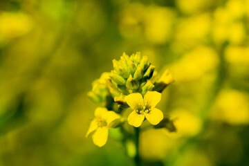 満開のナノハナのクローズアップ
