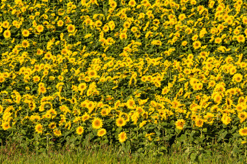 満開のヒマワリ畑