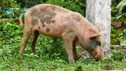 a pig in pink colour with black spots while eating on a meadow in the Sierra Maestra in Cuba