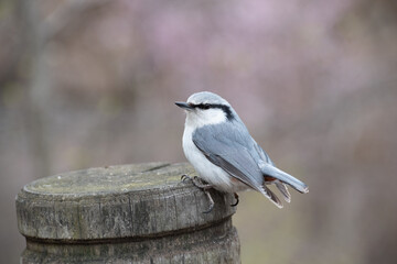 野生の小鳥　ゴジュウカラ