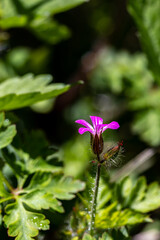 Geranium robertianum growing in the field