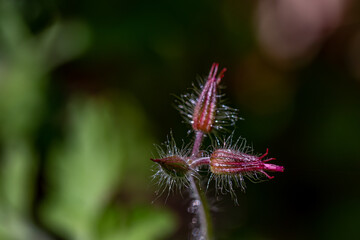 Geranium robertianum growing in the field, macro