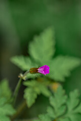 Geranium robertianum growing in the forest