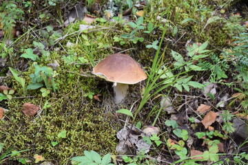 Finland
