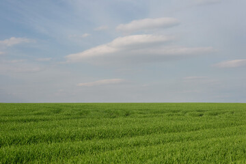 landscape of green grass field against cloudy sky