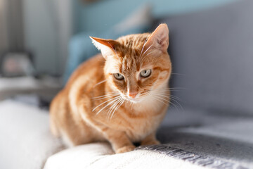 brown tabby cat with green eyes close up