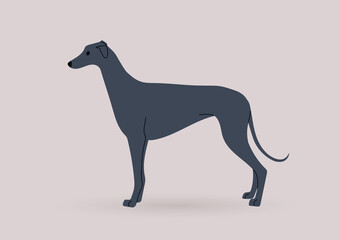 A graceful black greyhound dog standing in a side view, domestic pets theme