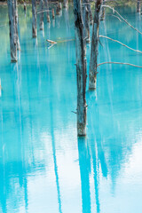 古木を映す青い池の湖面　美瑛町
