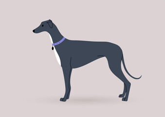 A graceful black greyhound dog standing in a side view, domestic pets theme