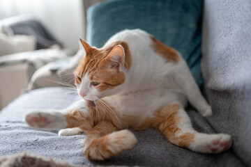 brown and white cat with yellow eyes sitting on the sofa, licks its paw 