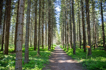 The trail through the spruce forest in ,Helgeland,Nordland county,Norway,scandinavia,Europe