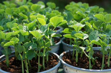 Top view of fresh peas leaves growing in vegetable garden. Own grown vegetables.