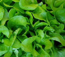 Top view of fresh salad leaves growing in vegetable garden. Own grown vegetables. young salad plants.