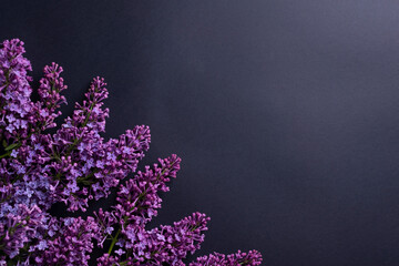 Branches of purple lilac on dark stone background. Top view. Copy for your text - Image