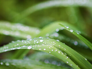 Green macro grass with blur background and drops of water after rain