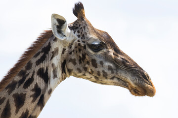 giraffe head with white background