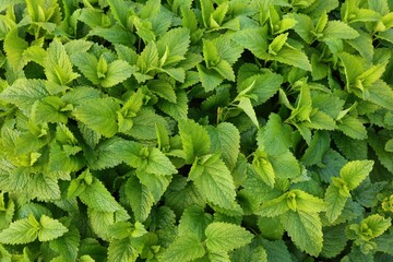 Lemon balm plant background