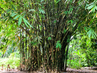 Obraz premium bamboo forest