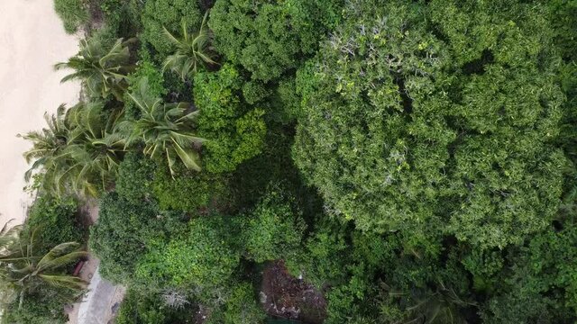 aerial shot tropical frest and beach