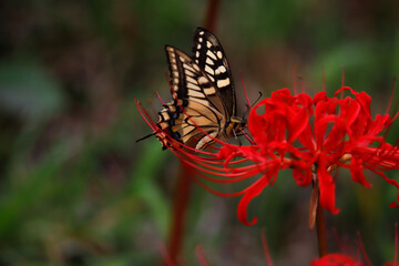 butterfly on flower