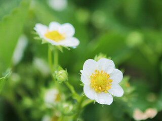 White big strawberry flowers on the green blur background