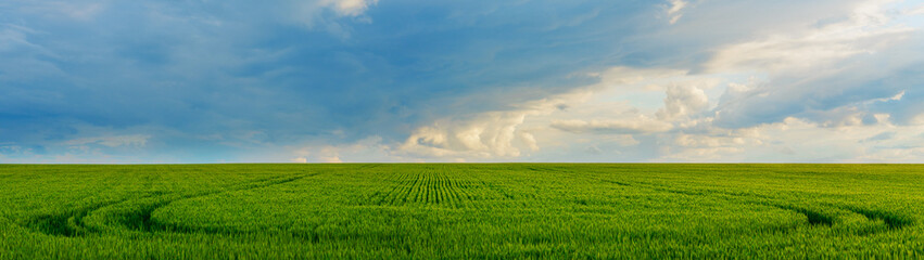 Fototapeta na wymiar Rural landscape young wheat field and sky with clouds panoramic banner