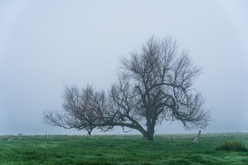 Foggy Tree in Meadow with Long Branches and Green Grass