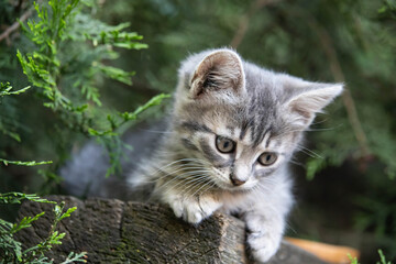 Naklejka na ściany i meble smoky kitten sits under a spruce