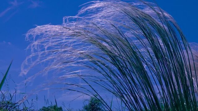 Lessing feather grass (Stipa lessingiana) against the blue sky. Ukraine.