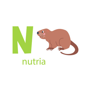 Cute nutria card. Alphabet with animals. Colorful design for teaching children the alphabet, learning English. Vector illustration in a flat cartoon style on a white background