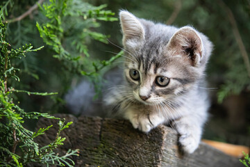 Naklejka na ściany i meble smoky kitten sits under a spruce