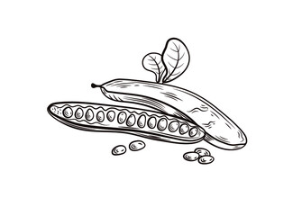 Vector Carob illustration, black and white carob with leaves, hand drawn engraving style illustration.
 - obrazy, fototapety, plakaty
