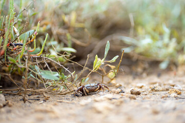 crab on the mud in the marshes of Andalusia