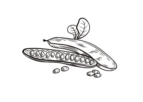 Vector Carob illustration, black and white carob with leaves, hand drawn engraving style illustration.
