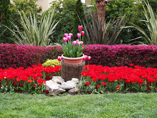 A basket of pink tulips stands on a flowerbed among red blossomed flowers and ornamental shrubs