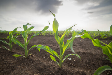 Young green corn on stalk in fields