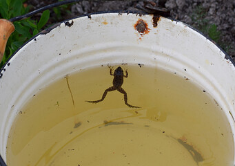 The frog swims in a bucket of water.