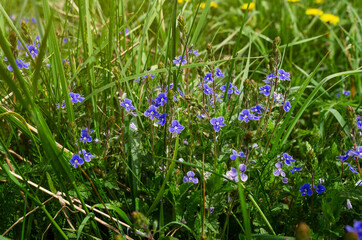 Green field grass with flowers Veronica forget-me-not in field