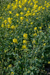 Obraz premium Botanical collection, Rapeseed Brassica napus bright-yellow flowering plant, cultivated for its oil-rich seed, source of vegetable oil and protein meal.