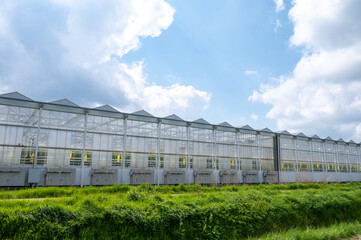 Agriculture in Netherlands, big glass greenhouses used for growing organic vegetables and fruits, Zeeland