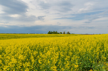Field of yellow flowering rapeseed on a background of storm clouds