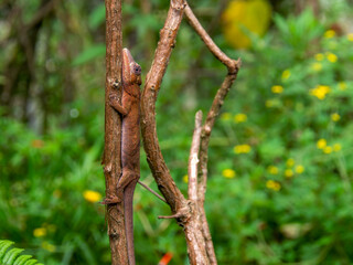 Macro photography of a brown gecko almost camouflaged on a branch. Captured in a garden near the town of Arcabuco, in the central Andes of Colombia.