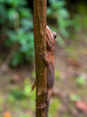 Macro photography of a brown gecko almost camouflaged on a branch. Captured in a garden near the...