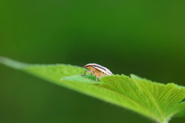Bedbugs inhabit wild plants in North China
