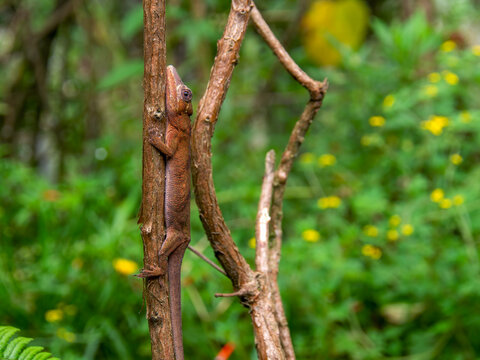Macro photography of a brown gecko almost camouflaged on a branch. Captured in a garden near the town of Arcabuco, in the central Andes of Colombia.