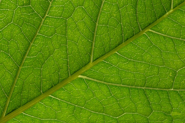 Fototapeta na wymiar close up of green leaf texture