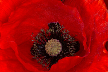 macro photo of red poppy flower