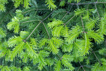Branches of yew berry, which began to grow in the spring.