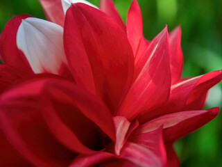 Macro photography of a red and white dahlia flower, captured in a garden near the colonial town of Villa de Leyva, in the central Andean mountains of Colombia.