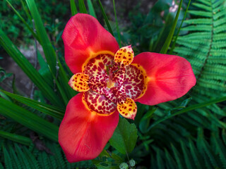 Obraz premium Close-up photography of an exotic tiger flower. Captured in a garden near the town of Arcabuco, in the central Andean mountains of Colombia.